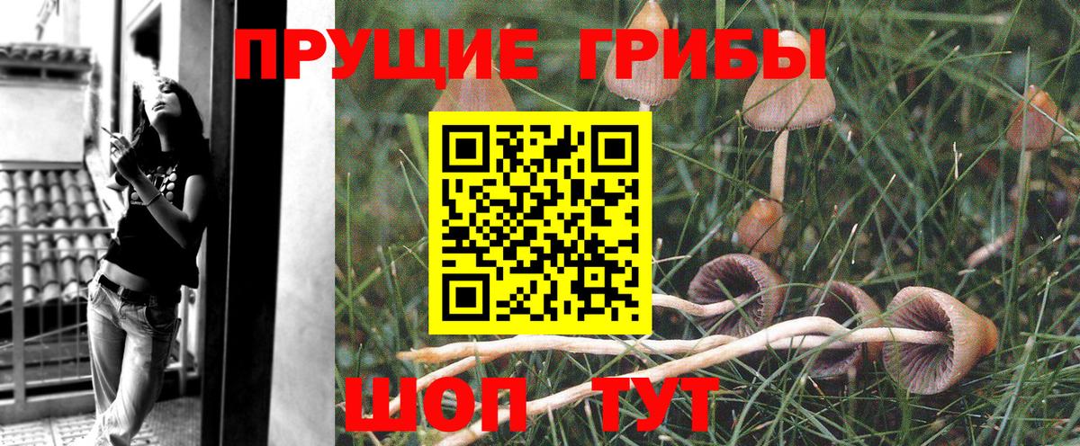 Заволжье  Галлюциногенные грибы прущие грибы  Вход с VPN 